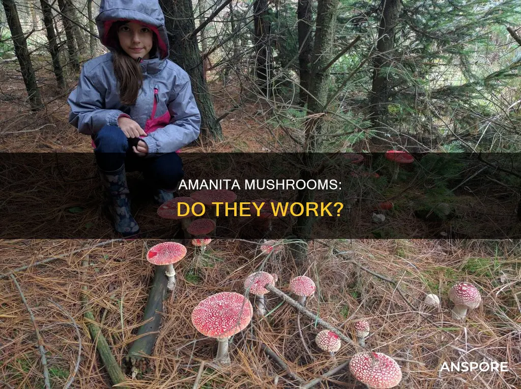 do amanita mushrooms work