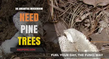 Do Amanitas Mushrooms Depend on Pine Trees for Growth?