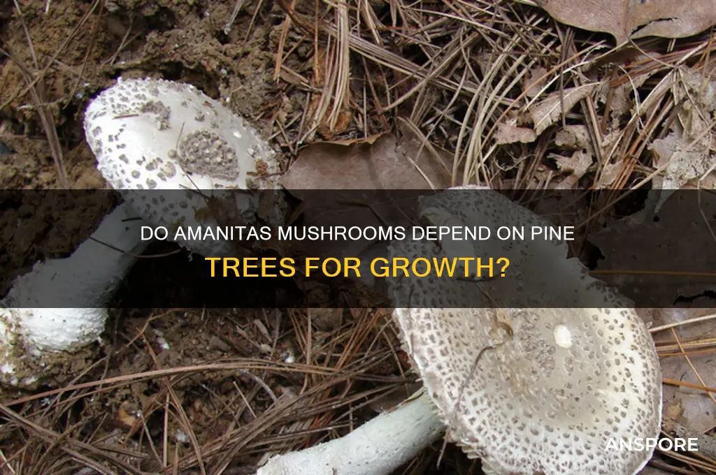 do amanitas mushroom need pine trees