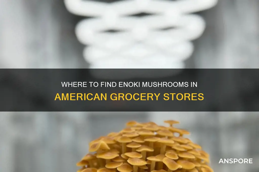 do american grocery stores have enoki mushrooms