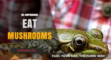 Do Amphibians Eat Mushrooms? Exploring Their Diet and Habits