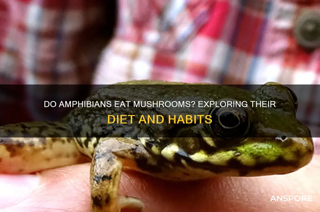 do amphibians eat mushrooms