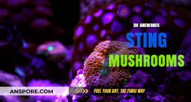 Stinging Anemones: Do Mushrooms Need to Worry?