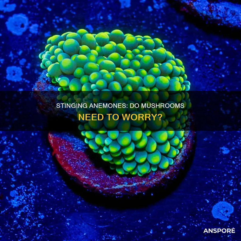 do anemones sting mushrooms