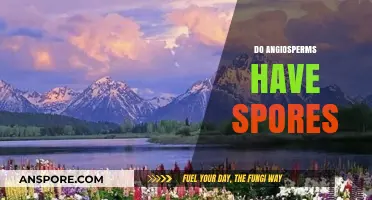 Do Angiosperms Produce Spores? Unveiling the Truth About Seed Plants