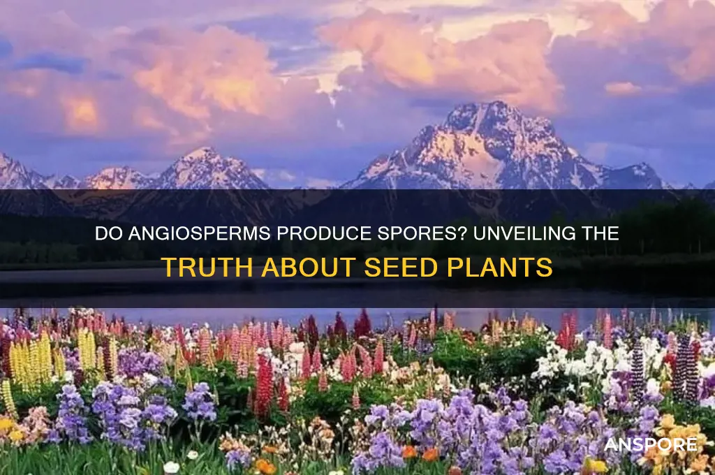 do angiosperms have spores