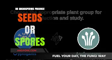 Angiosperms: Seed Producers or Spore Creators? Unveiling the Truth