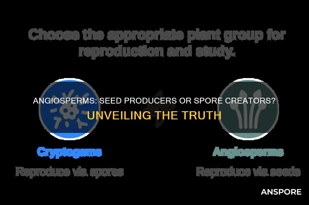 do angiosperms produce seeds or spores