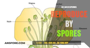 Do Angiosperms Reproduce by Spores? Unraveling Plant Reproduction Myths