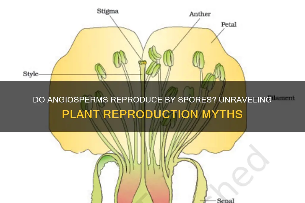do angiosperms reproduce by spores