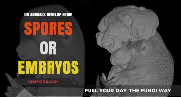 Animals' Origins: Embryos, Not Spores, Drive Their Development