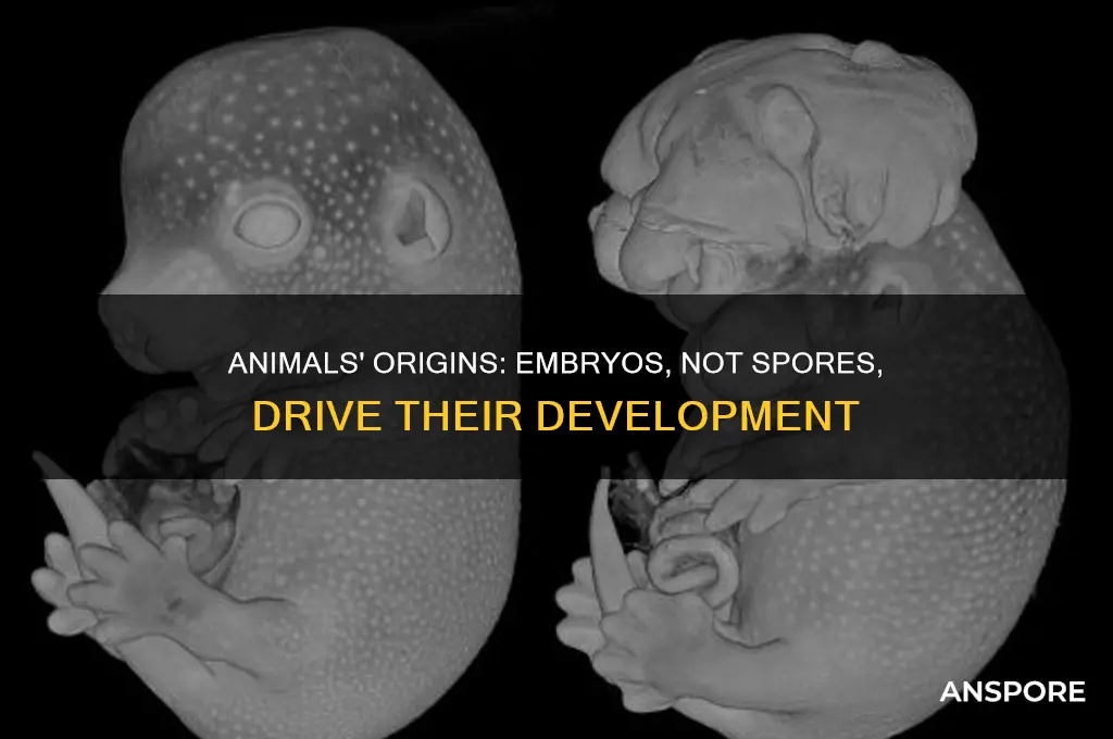 do animals develop from spores or embryos
