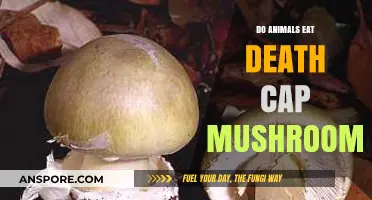 Do Animals Eat Death Cap Mushrooms? Uncovering the Toxic Truth