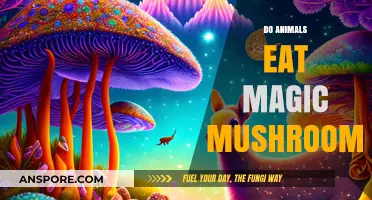 Do Animals Consume Psychedelic Fungi? Exploring Magic Mushroom Encounters