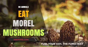 Do Animals Eat Morel Mushrooms? Exploring Wildlife and Fungal Interactions