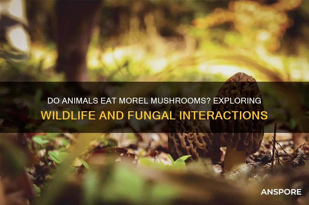 do animals eat morel mushrooms