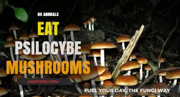 Do Wild Animals Consume Psilocybe Mushrooms? Exploring Nature's Psychedelic Habits