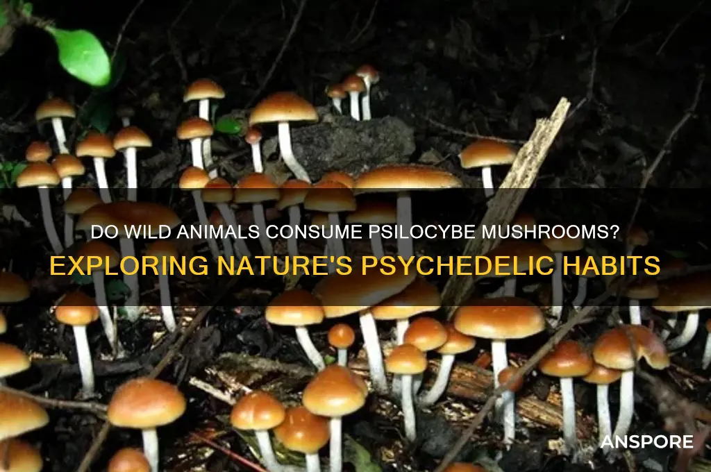 do animals eat psilocybe mushrooms
