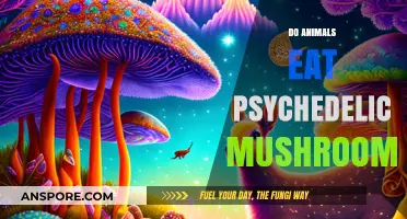 Do Animals Consume Psychedelic Mushrooms? Exploring Nature's Trippy Secrets