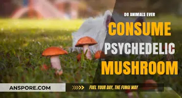 Psychedelic Mushrooms: Do Animals Intentionally Ingest These Mind-Altering Fungi?