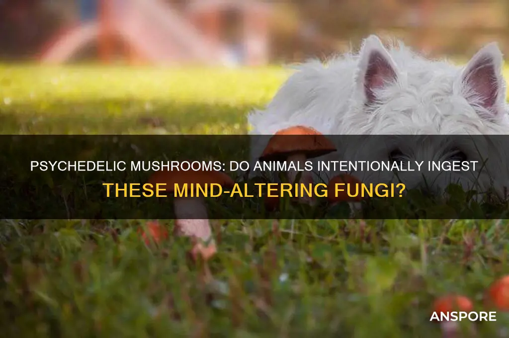 do animals ever consume psychedelic mushrooms