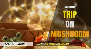 Magic Mushrooms: Do Animals Trip Too?