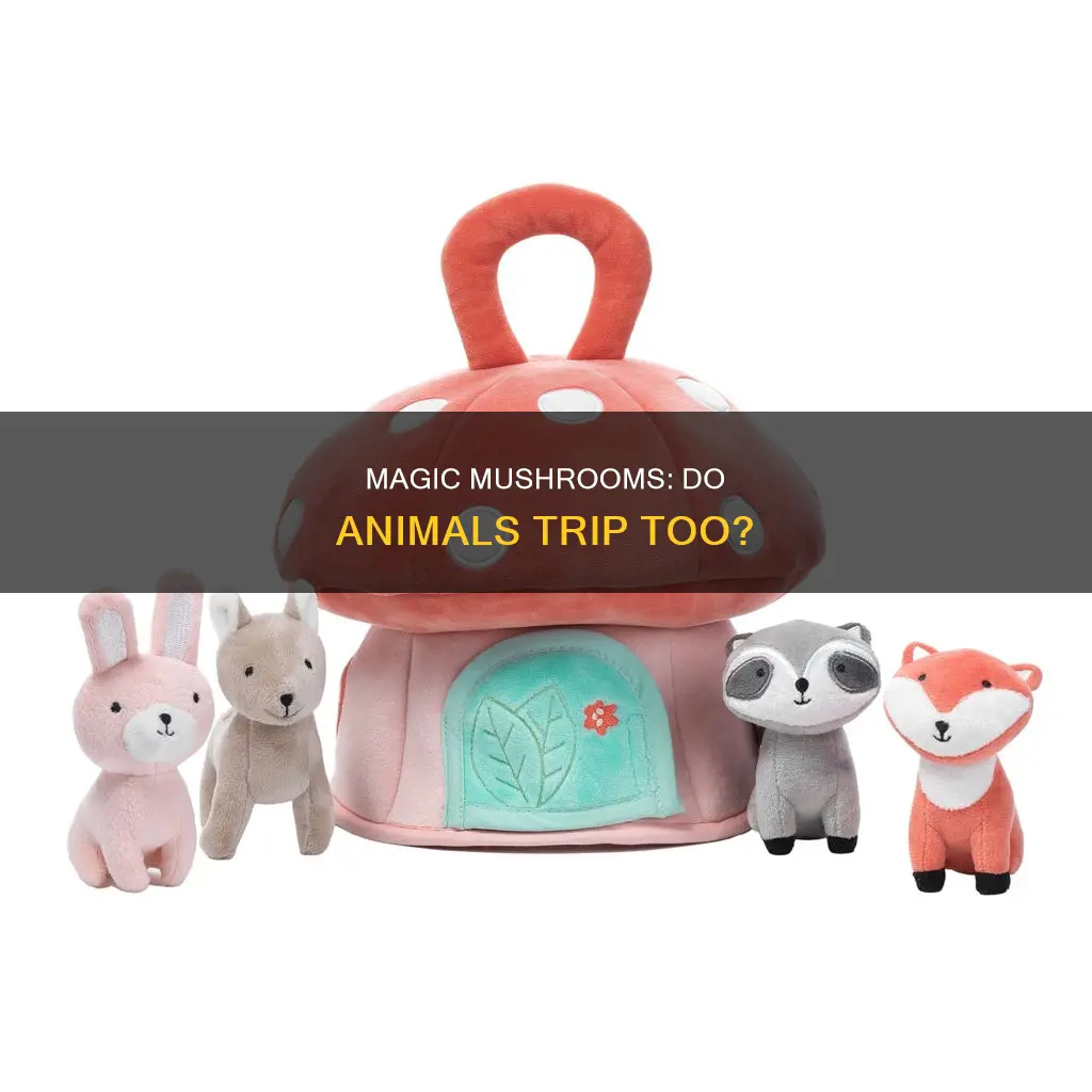 do animals trip on mushrooms