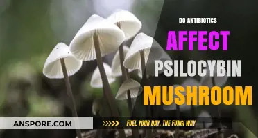 Antibiotics and Magic Mushrooms: A Complex Interaction