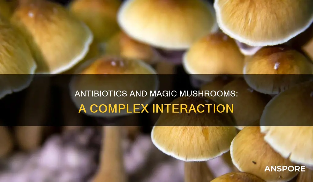 do antibiotics affect psilocybin mushrooms