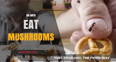 Do Ants Eat Mushrooms? Exploring Their Diet and Fungal Interactions