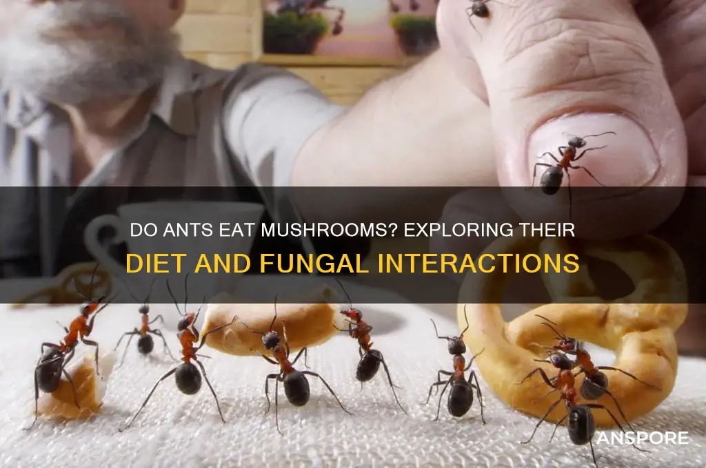 do ants eat mushrooms