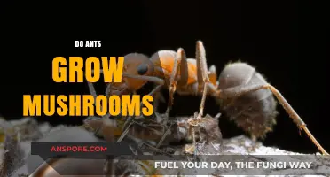 Do Ants Cultivate Mushrooms? Unveiling the Fascinating Fungus-Ant Connection