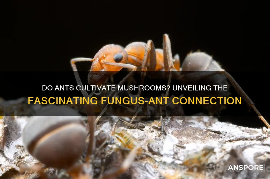do ants grow mushrooms