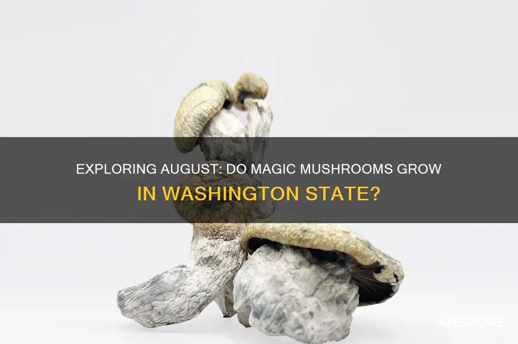 do any magic mushrooms grow in august washington