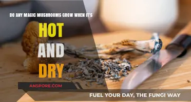 Can Magic Mushrooms Thrive in Hot, Dry Climates? Exploring Growth Conditions