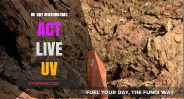 Mushrooms and UV Light: Exploring Their Unique Interactions and Effects