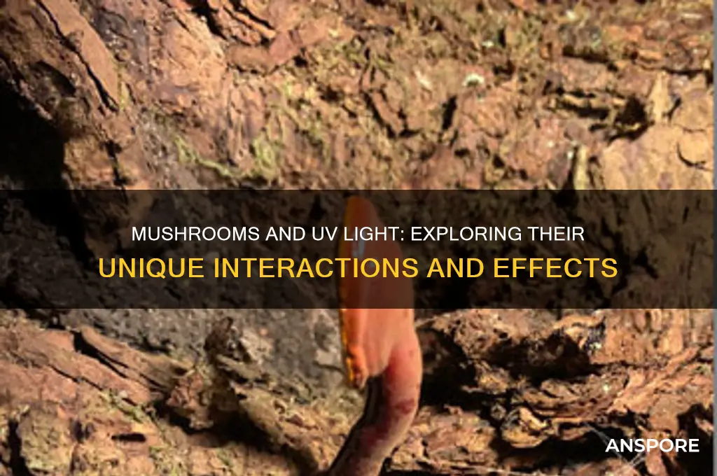 do any mushrooms act live uv