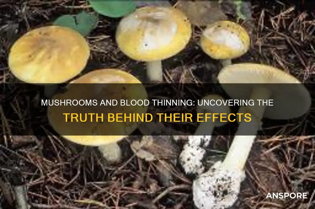 do any mushrooms cause blood thinning