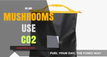 Do Mushrooms Absorb CO2? Exploring Their Role in Carbon Cycling