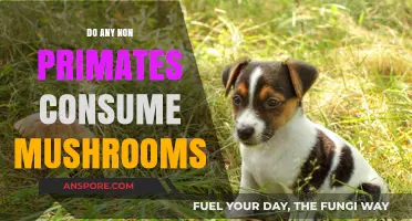 Beyond Primates: Exploring Mushroom Consumption in the Animal Kingdom