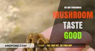 Poisonous Mushrooms: Can Deadly Fungi Actually Taste Delicious?