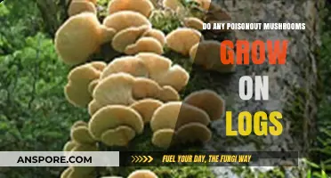 Poisonous Mushrooms on Logs: Identifying Toxic Species in Woodland Habitats