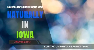 Iowa's Wild Psilocybin Mushrooms: Do They Naturally Grow Here?