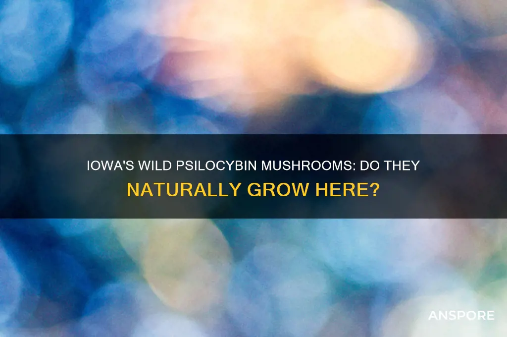 do any psilocybin mushrooms grow naturally in iowa