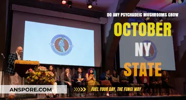 October Psychedelic Mushroom Foraging in New York State: What Grows?