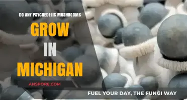 Exploring Michigan's Forests: Do Psychedelic Mushrooms Grow Here?