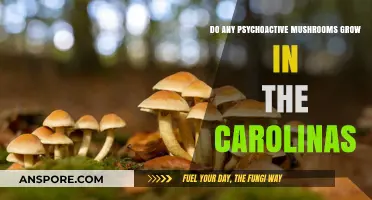 Exploring Carolina's Forests: Do Psychoactive Mushrooms Grow Here?