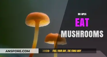 Do Apes Eat Mushrooms? Exploring Primate Fungal Consumption Habits