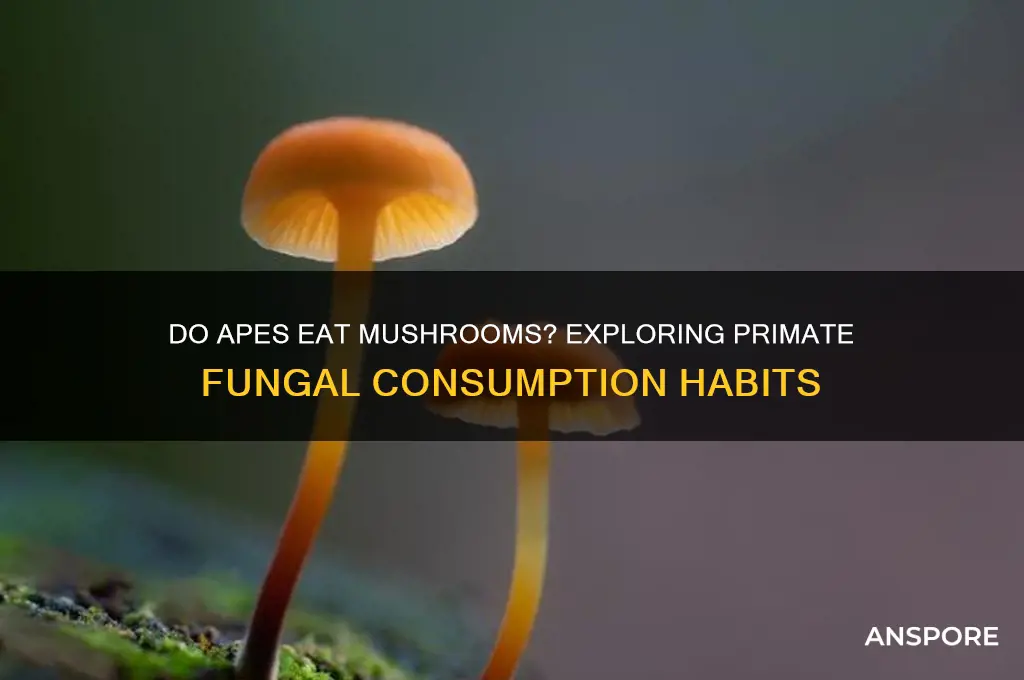 do apes eat mushrooms