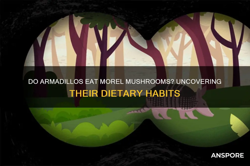 do armadillos eat morel mushrooms